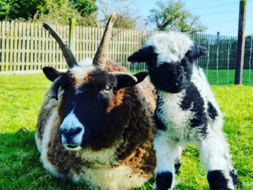 Glendeer Pet Farm animals