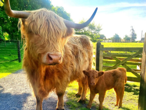 Glendeer hereford cows