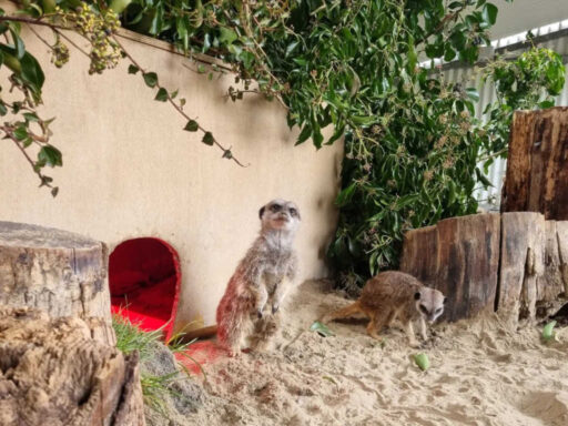 Glendeer Pet Farm meerkats