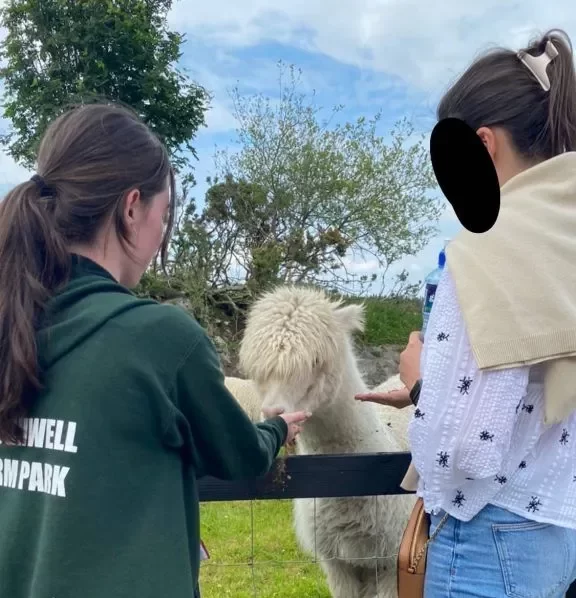 Loughwell Farm Park Alpacas