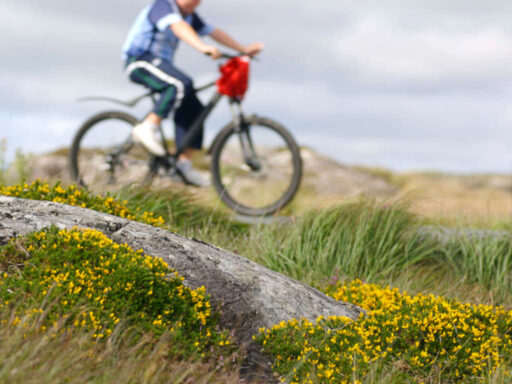 Bog road cycling