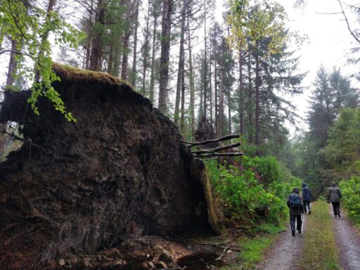 Trail walks