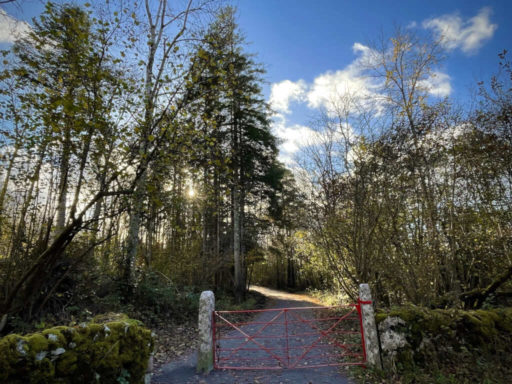 Coole Park walk