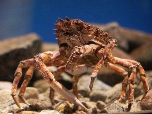 Crabs