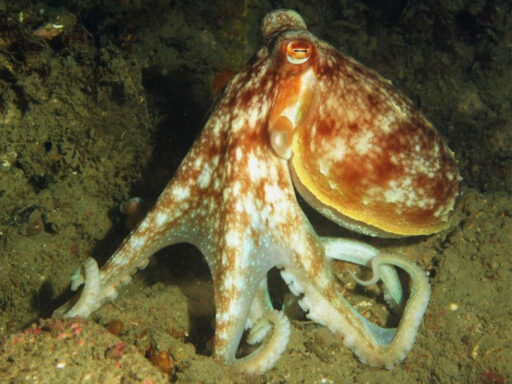 Octopus