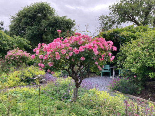 Roses in bloom