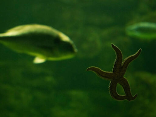 Fish Tank