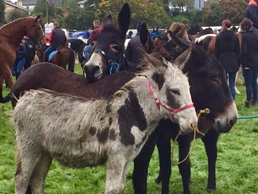 Ballinasloe Horse Fair