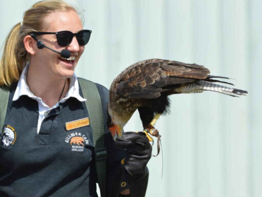 birds of prey display aillwee