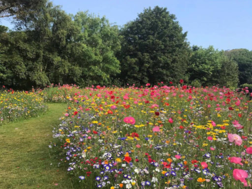Wildflowers meadow
