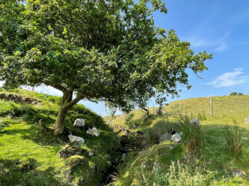 Sheep in shade
