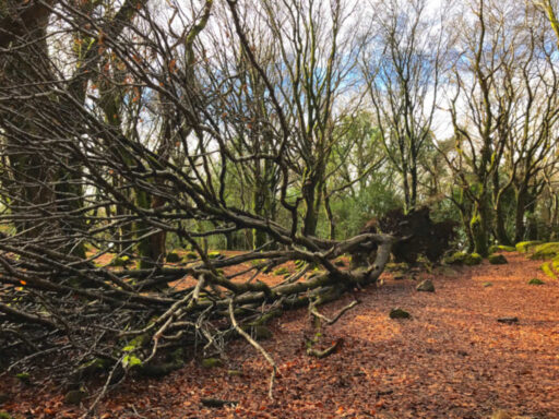 Barna Woods tree