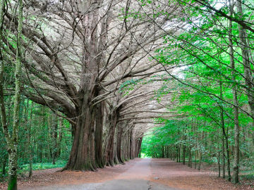 Coole Park Walking Trail