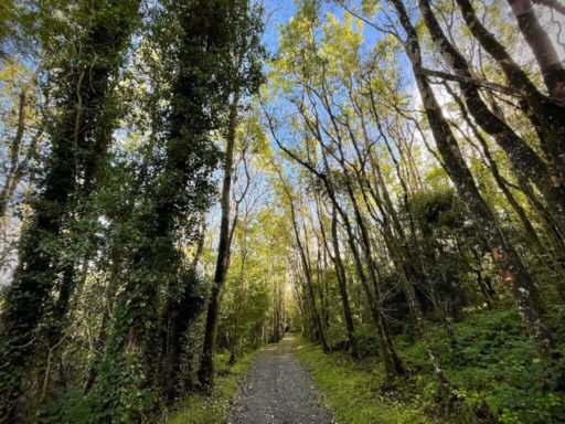 Knockma Foirest Trail