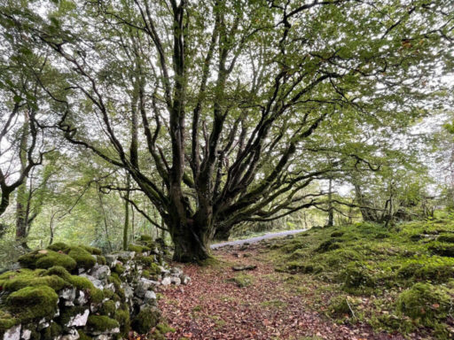 Knockma trees