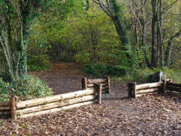 Merlin Woods