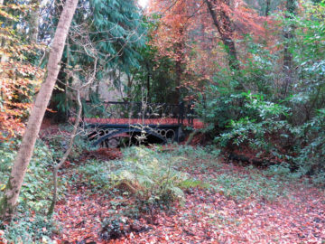 Mountbellew Woodland