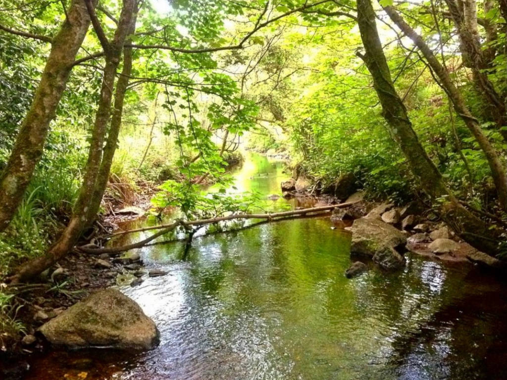 Barna Woods and Rusheen Bay Nature Reserve