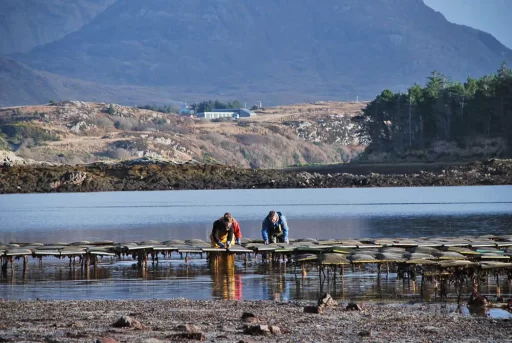 DK Connemara Oyster Farm