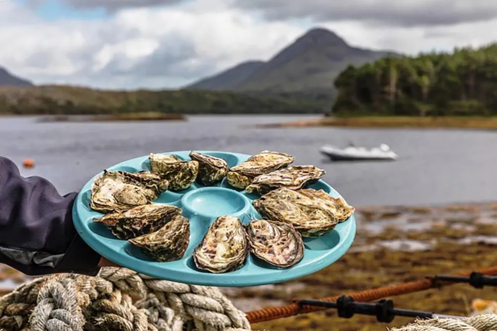 DK Connemara Oysters Farm Tours