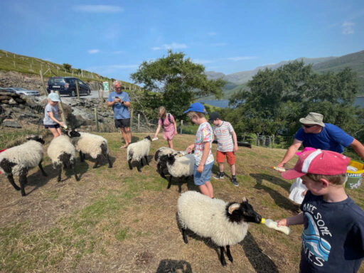 Feeding lambs