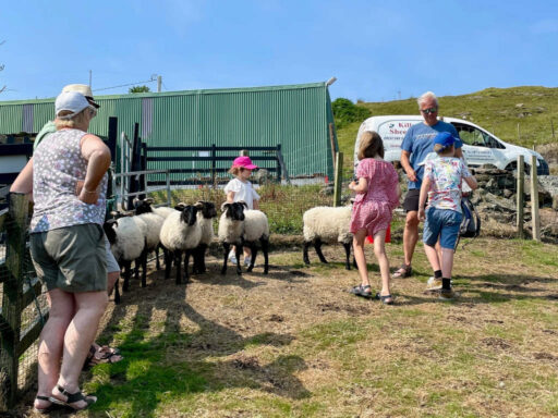 Killary Sheep Farm