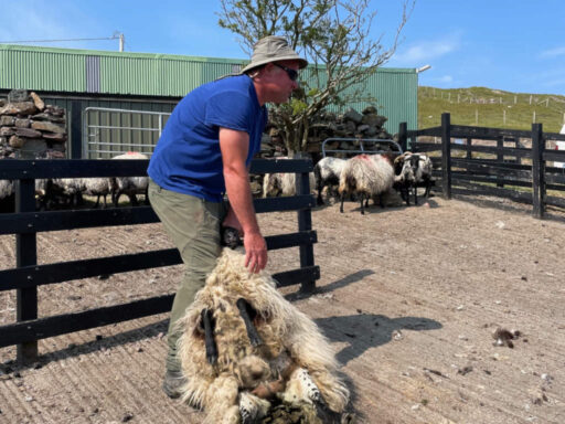 Sheep Shearing