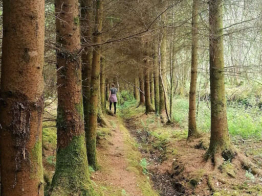 Forest walks