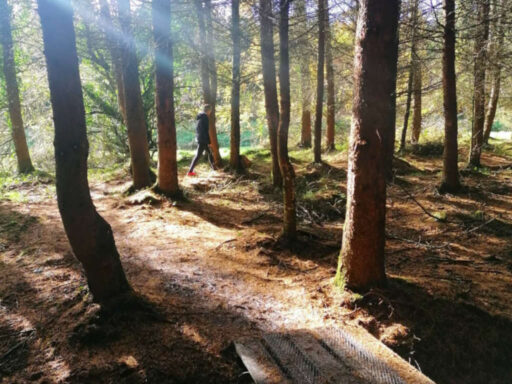 Suck Forest trails