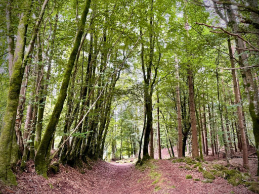 Portumna Forest Park