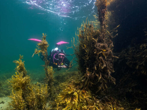 Scuba diving