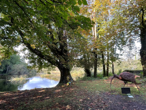 Cong woodland walk
