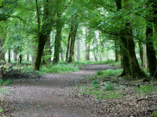Portumna Walking Trail