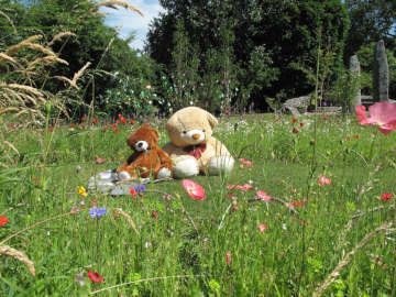 Dog activities Galway