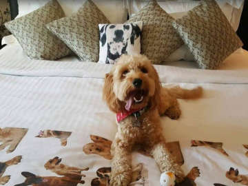 The Twelve Hotel for dogs