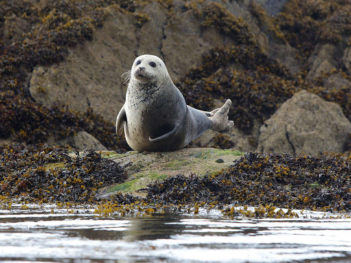 Grey Seals