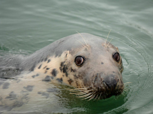 Seal in Water