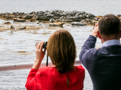 Seal watching