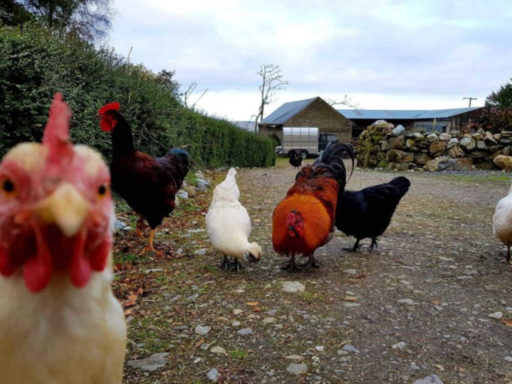 Curraghduff Farm