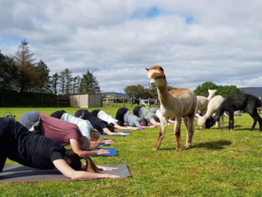 Curraghduff Farm Wellness