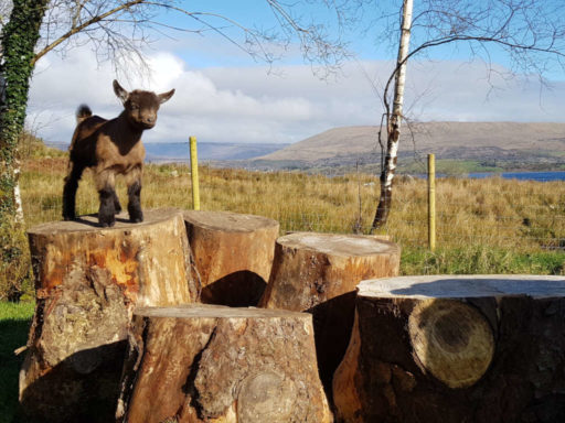 Curraghduff Farm