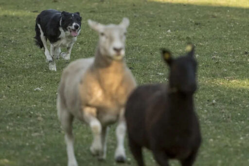 Sheep Dogs