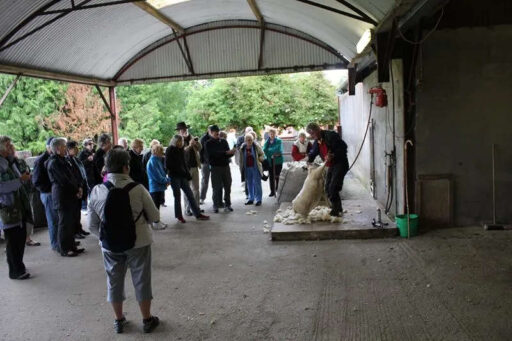 Sheep Shearing
