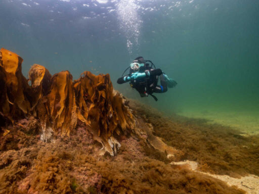 Atlantic Scuba Adventures Carraroe