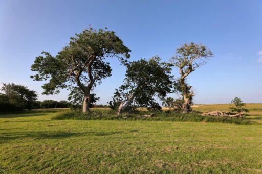 Rinville Park, Galway