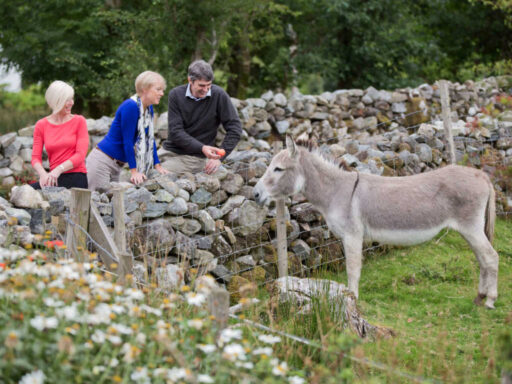 Inis Meáin donkey