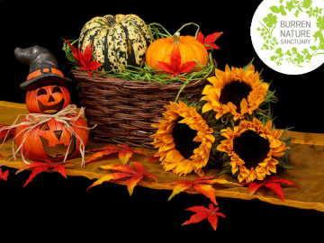 Halloween at Burren Nature Sanctuary