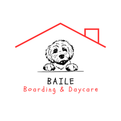 dog boarding galway