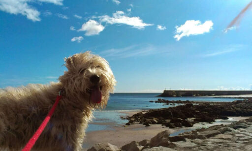 baile boarding dog hotel