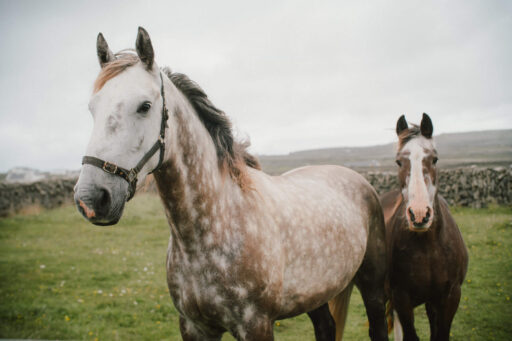 History of the Connemara Ponies